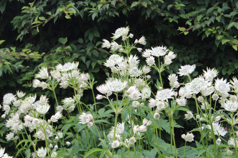 Астранция Ирис