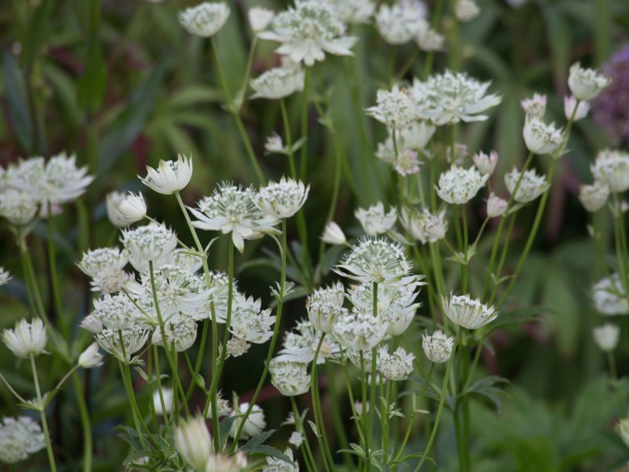 Астранция большая (Astrantia Major &#96;Alba
