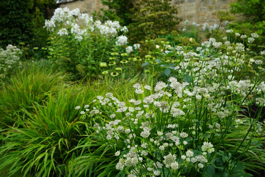 Astrantia Major Alba