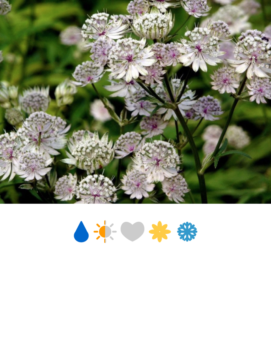 Астранция крупная альба