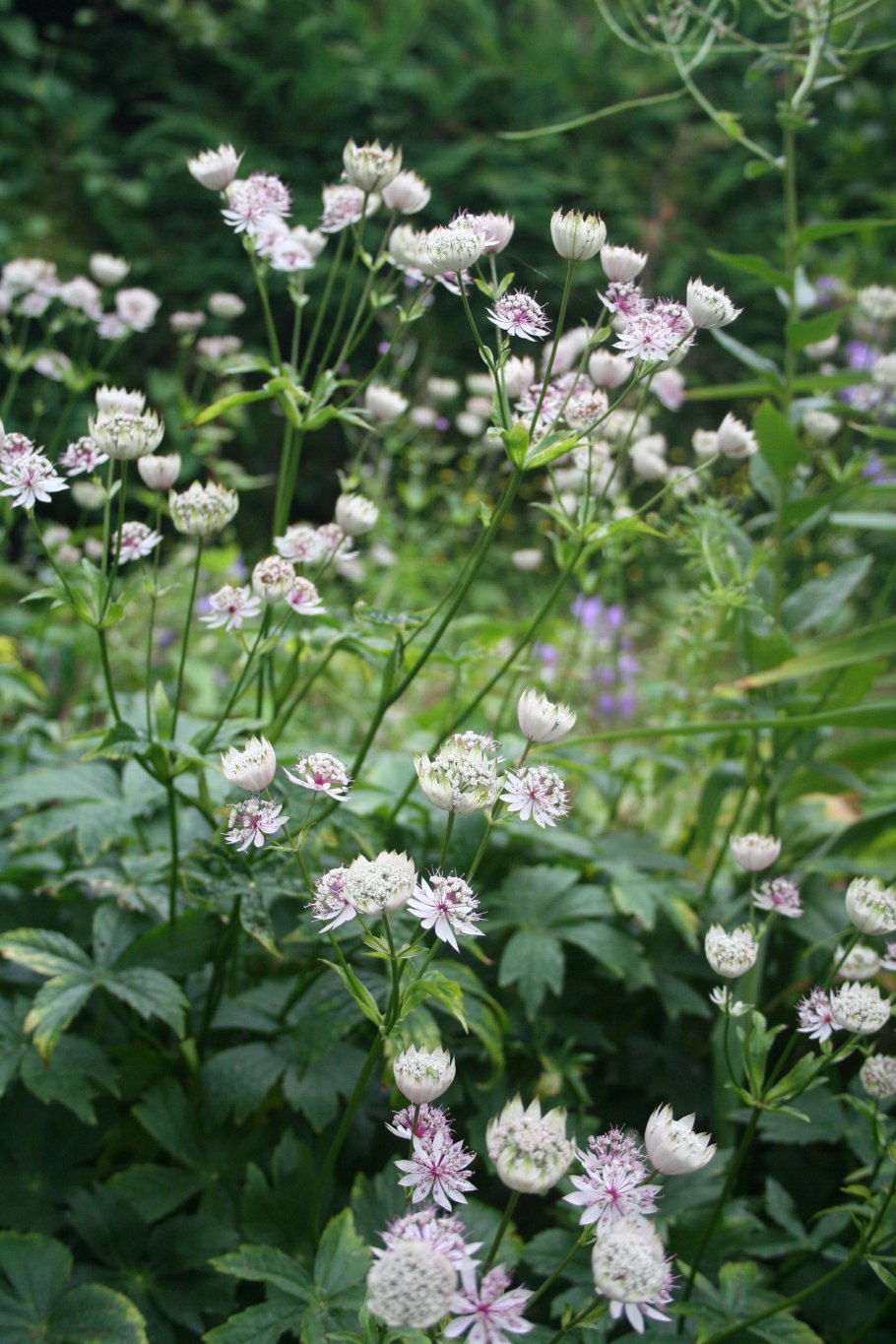 Астранция крупная (Astrantia Major)
