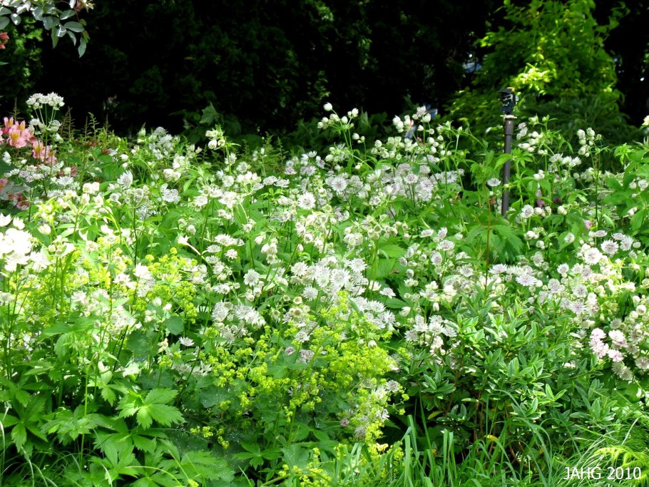 Астранция большая
