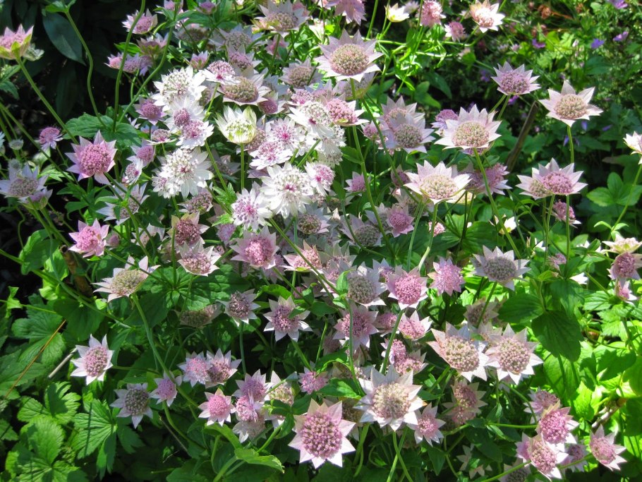 Астранция белая