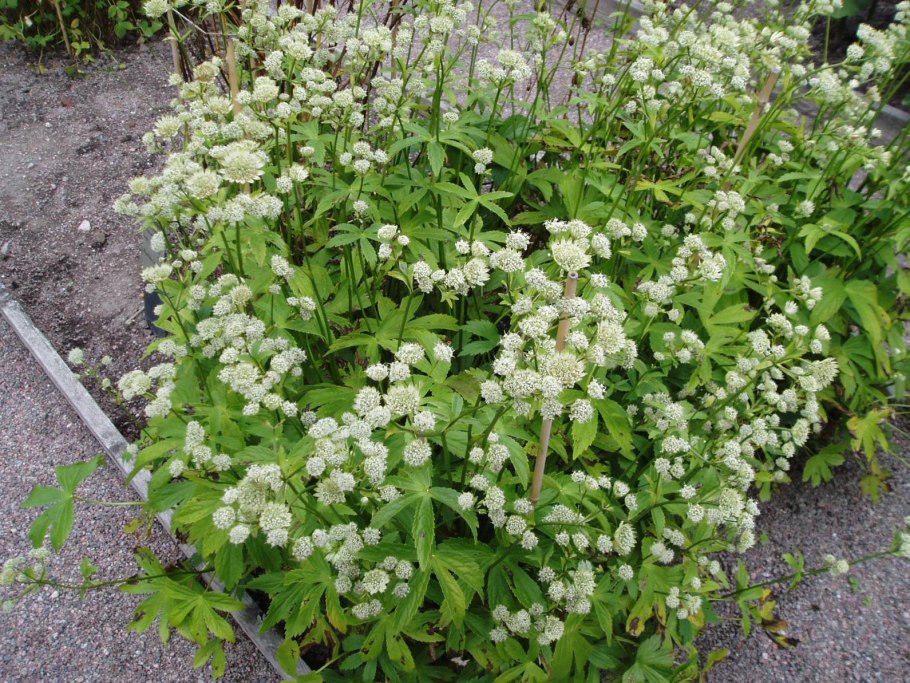 Astrantia Major Alba