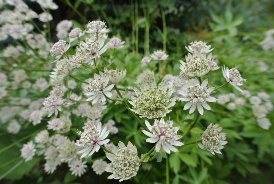 Astrantia Major Alba