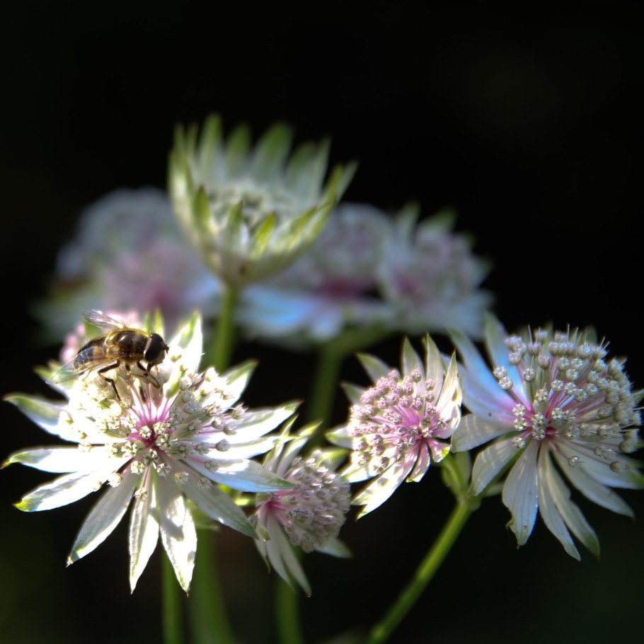 Астранция Альба