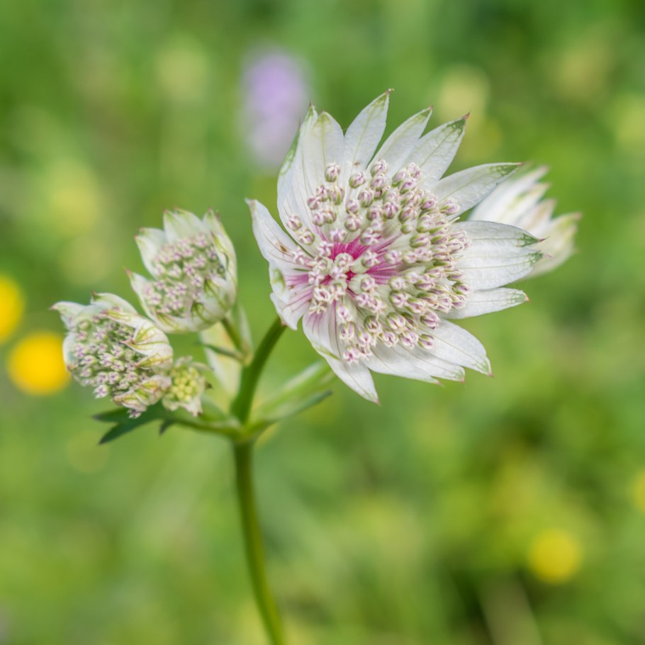 Астранция Сильвер Глоу