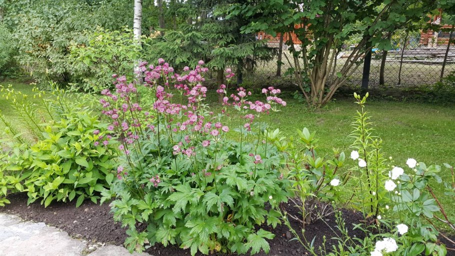 Астранция пурпурная