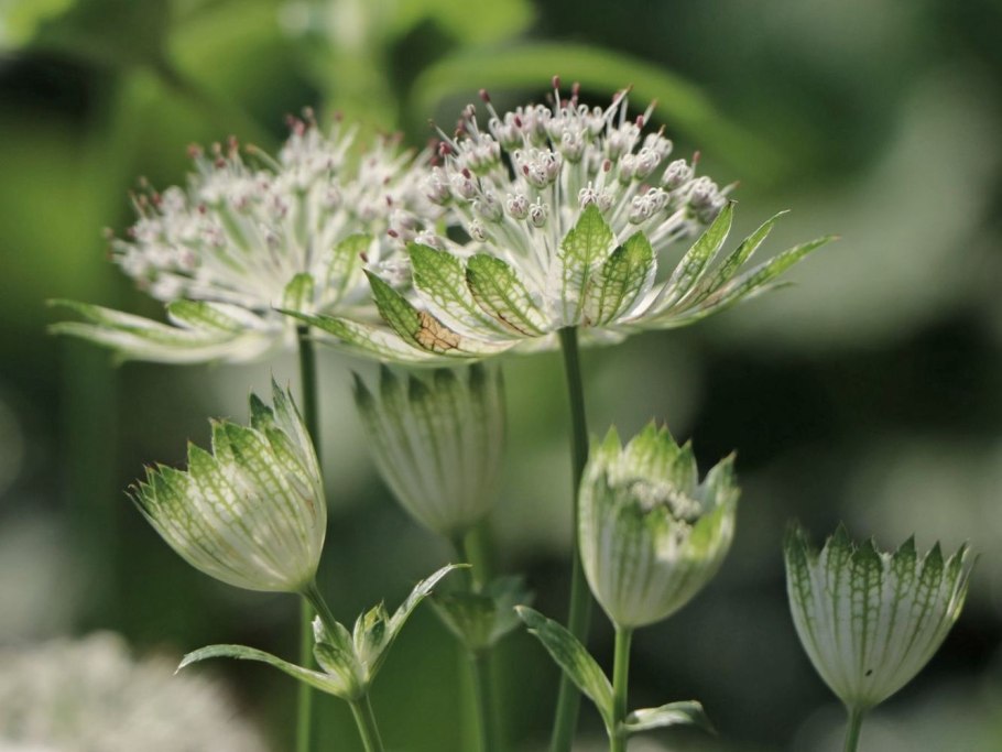 Астранция Розеа