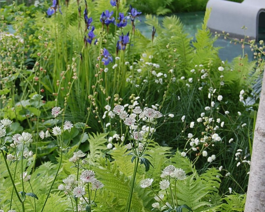 Астранция Звездовка