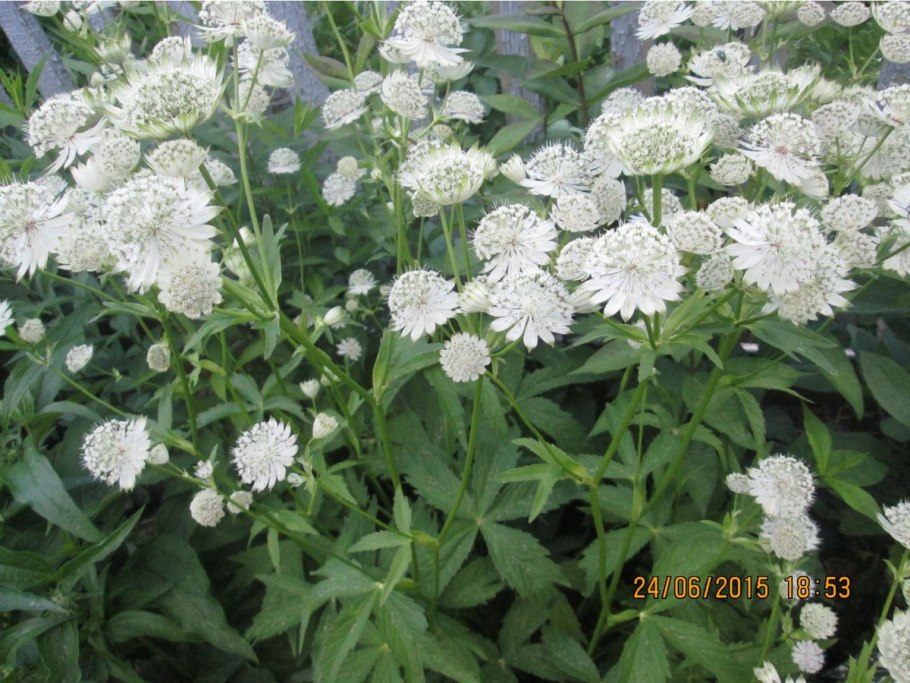 Астранция Биллион Стар