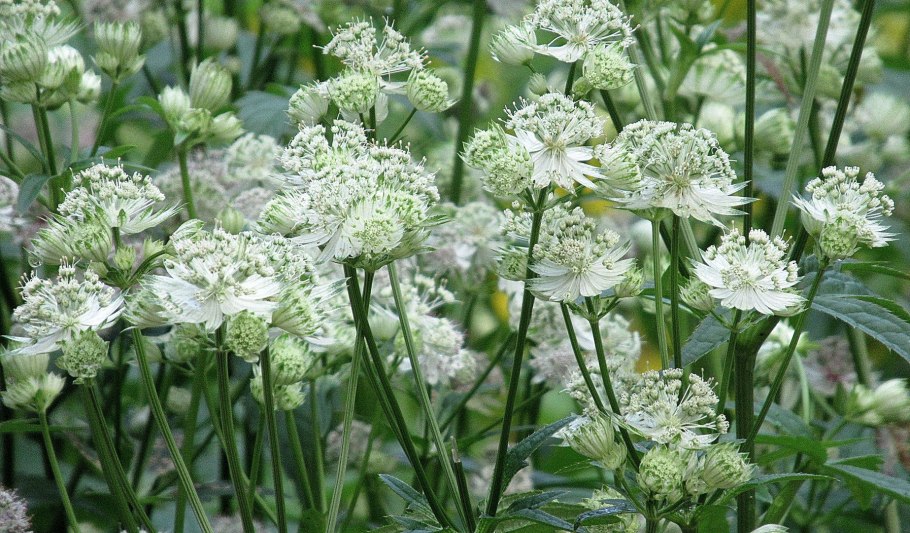 Астранция Биберштейна