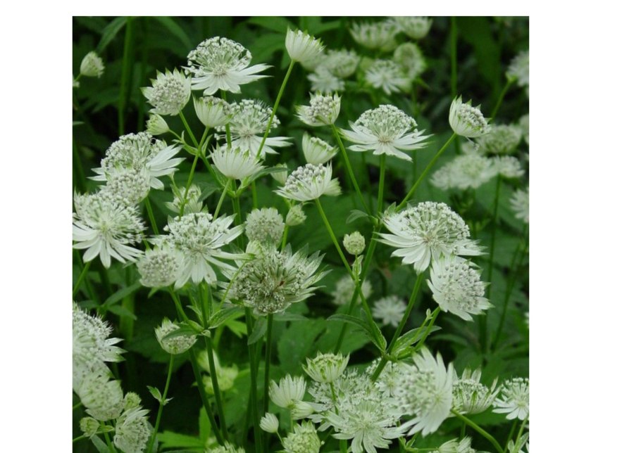 Astrantia Major Alba