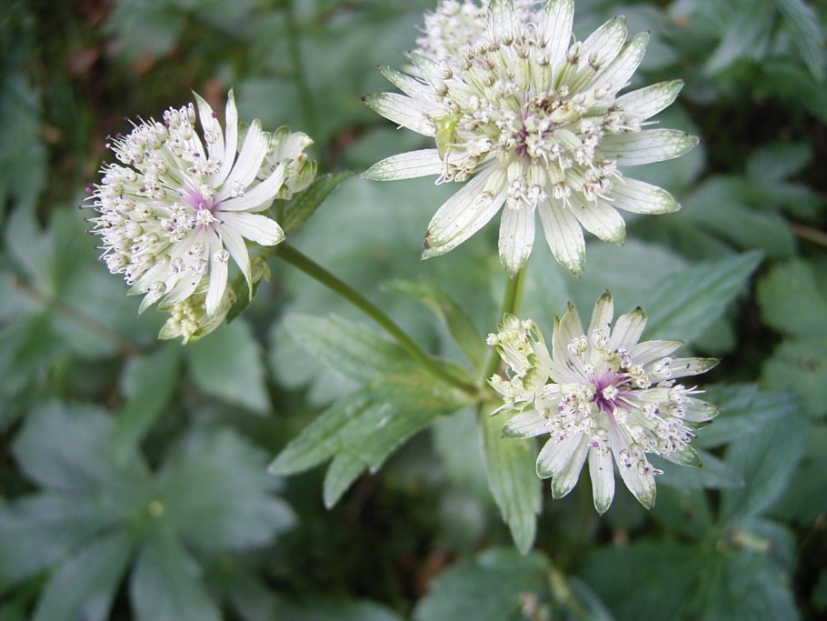 Астранция Спарклинг старс Уайт (Astrantia sparkling Stars White)