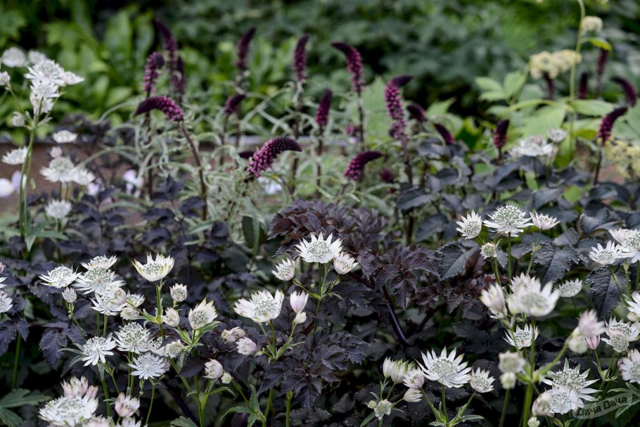 Astrantia Major. 'Florence'