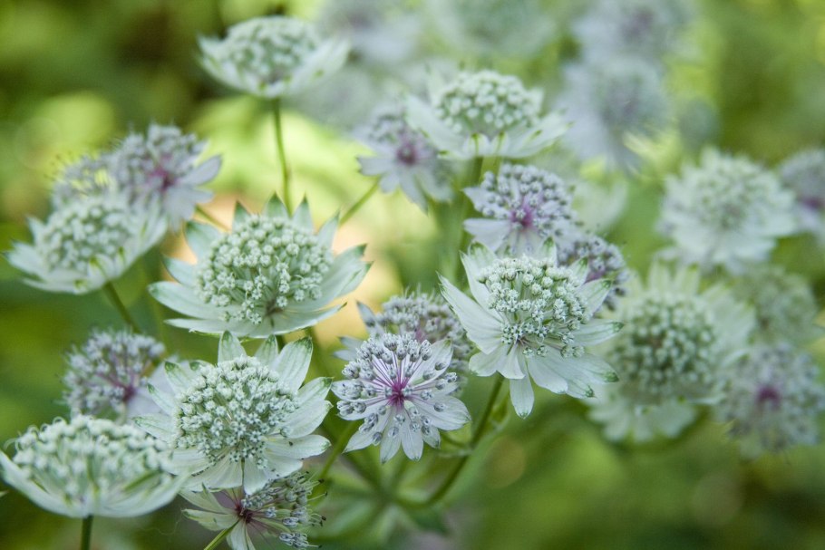 Астранция sparkling Stars White