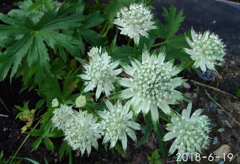 Астранция Спарклинг