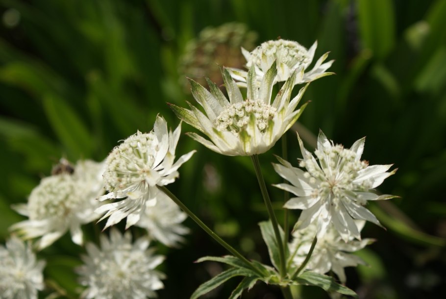 Астранция на клумбе