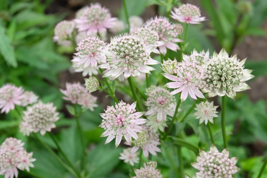 Астранция Snowstar