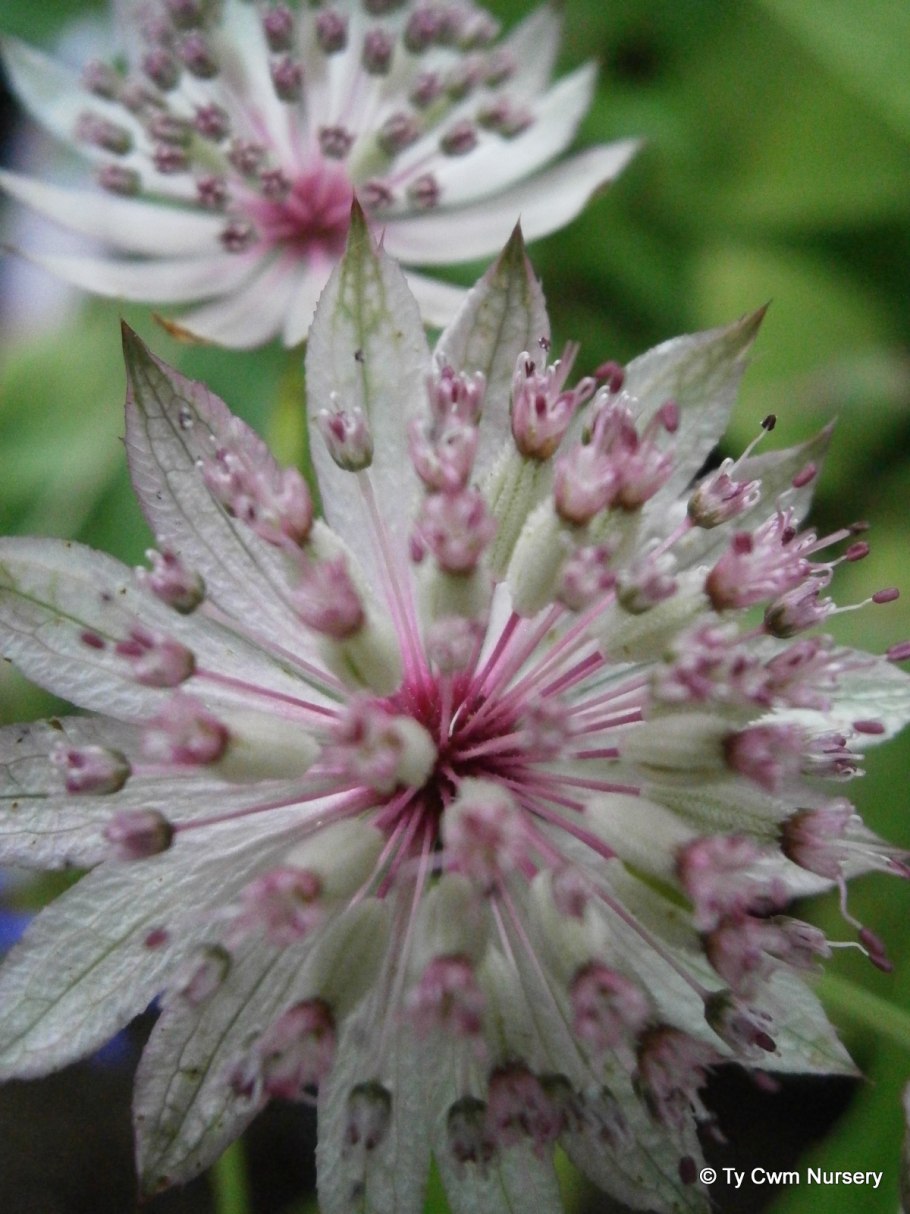 Астранция Buckland