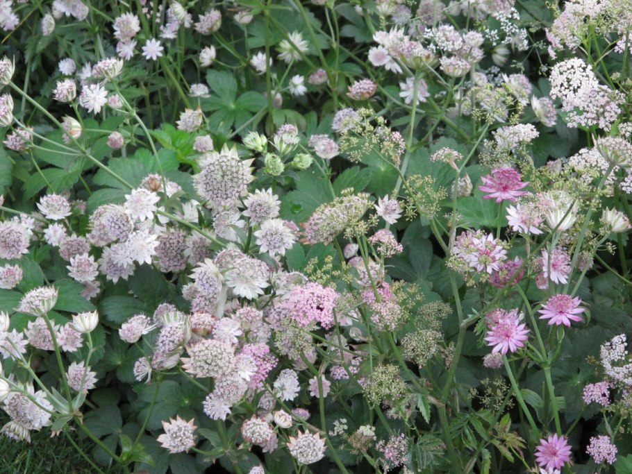 Астранция Вайт