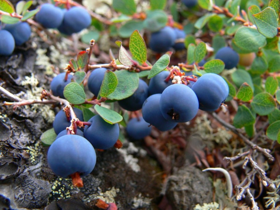 Брусника обыкновенная (Vaccinium Vitis-idaea)