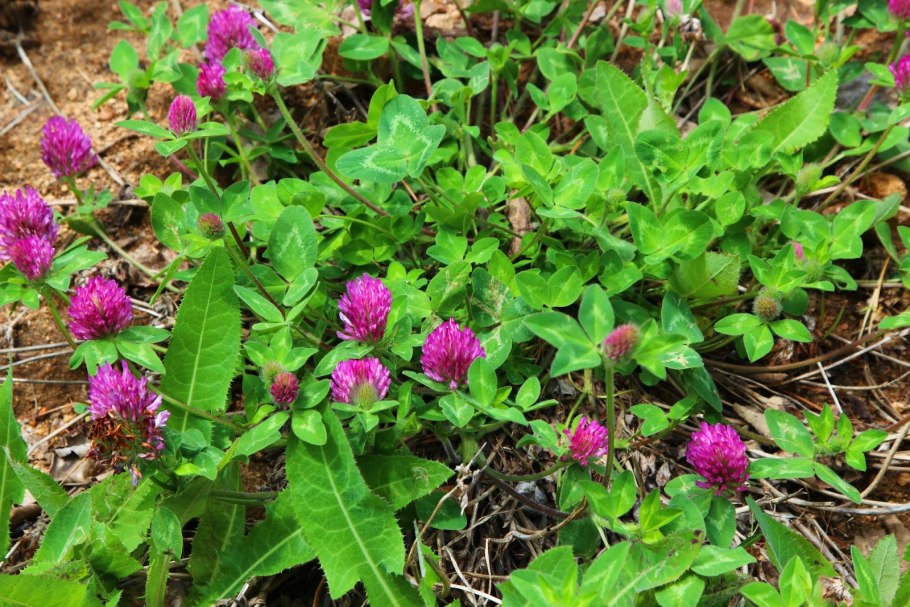 Брусника на Байкале