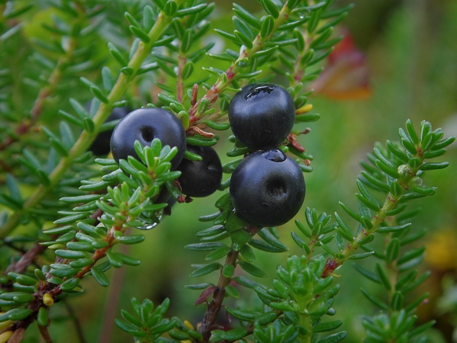 Шикша водяника Сибирская