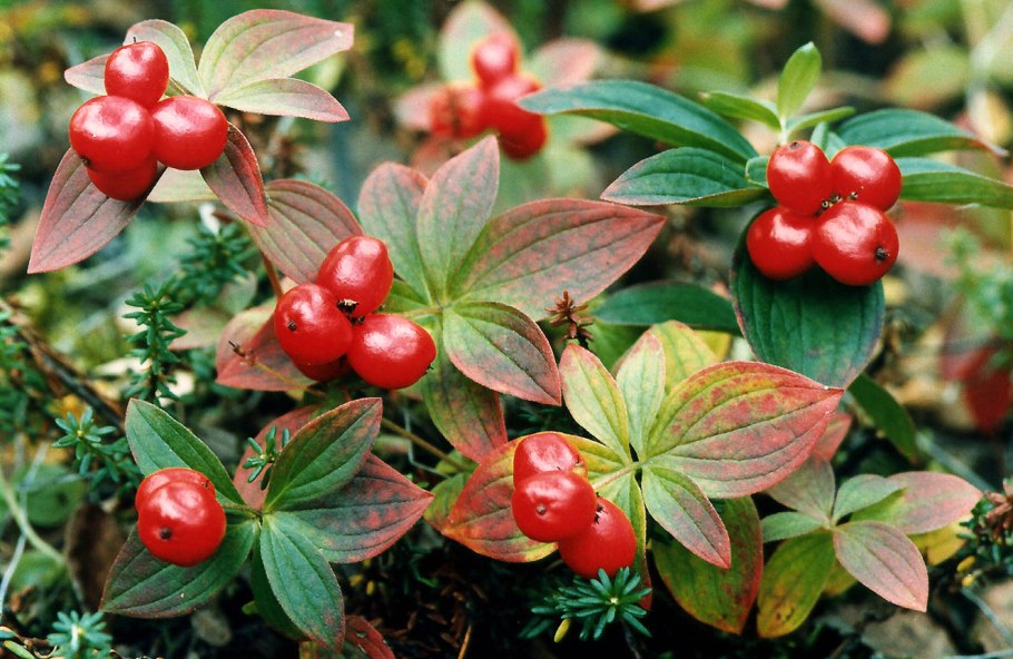 Ареал грибов Amanita muscaria