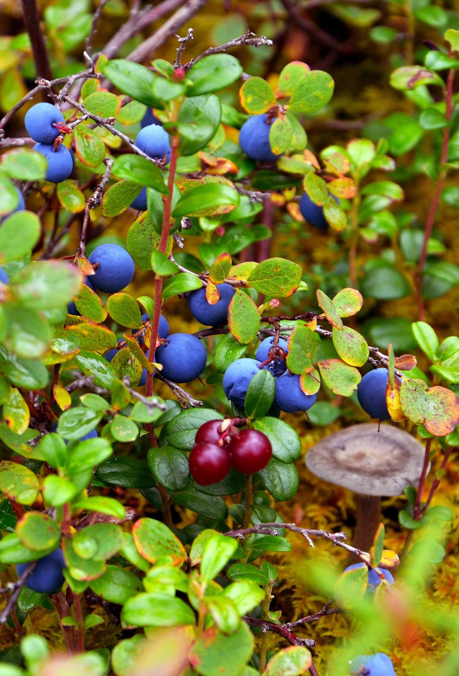 Брусника Vaccinium Vitis-idaea Runo Bielawskie