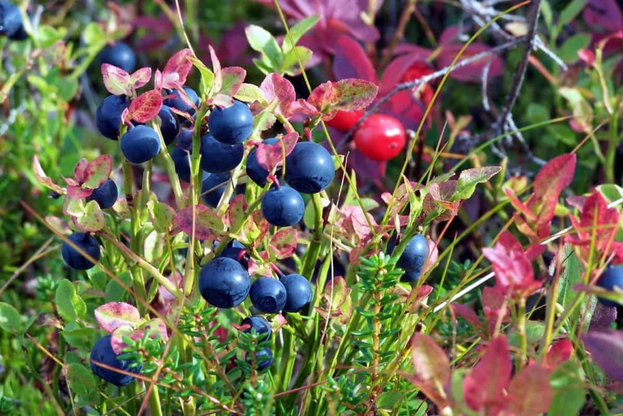 Толокнянка обыкновенная в тундре