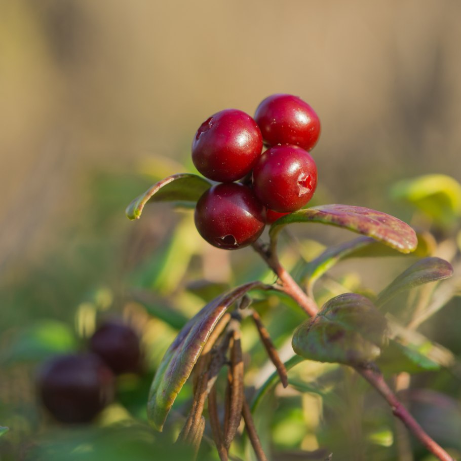 Дикая брусника Байкал