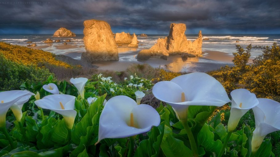 Актинии морские анемоны