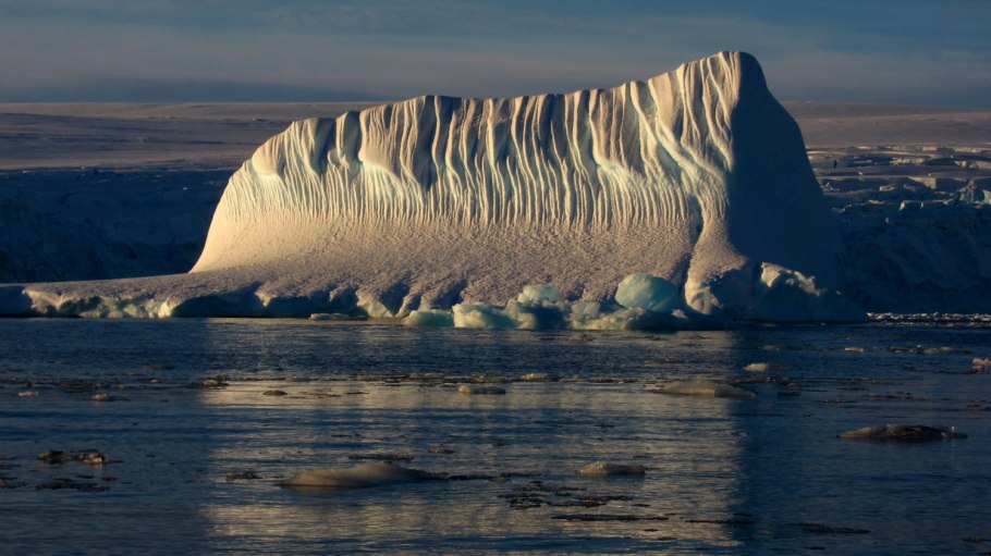 Морская звезда коралл актиния это