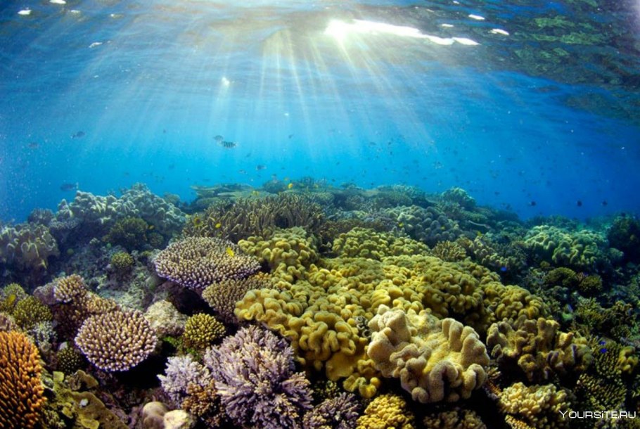 Коралловые рифы большой Барьерный риф