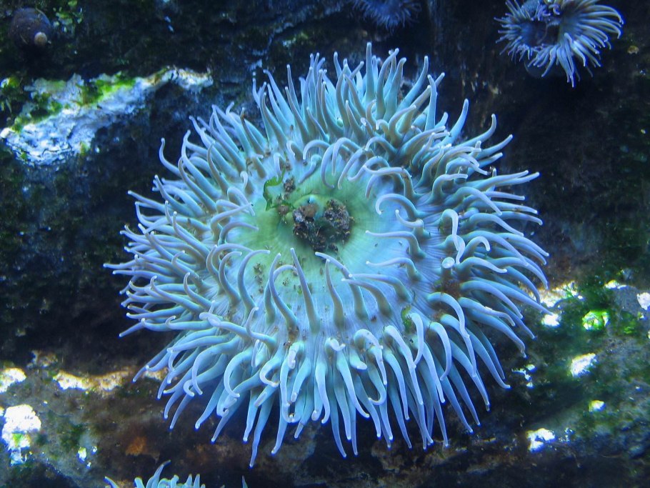 Южный океан рыбы Южного океана