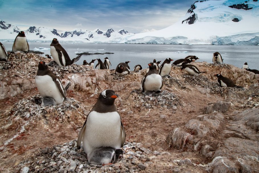 Флора и фауна Южного океана