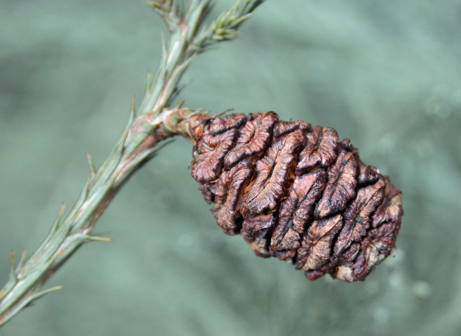 Секвойядендрон - Sequoiadendron