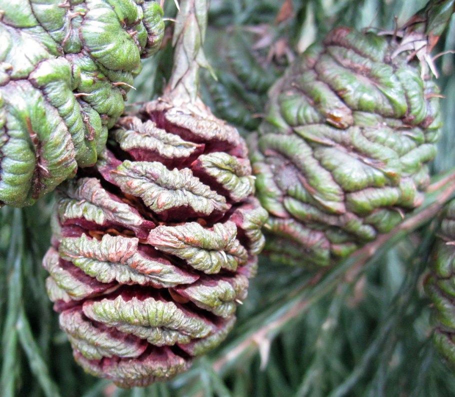 Sequoiadendron giganteum шишки