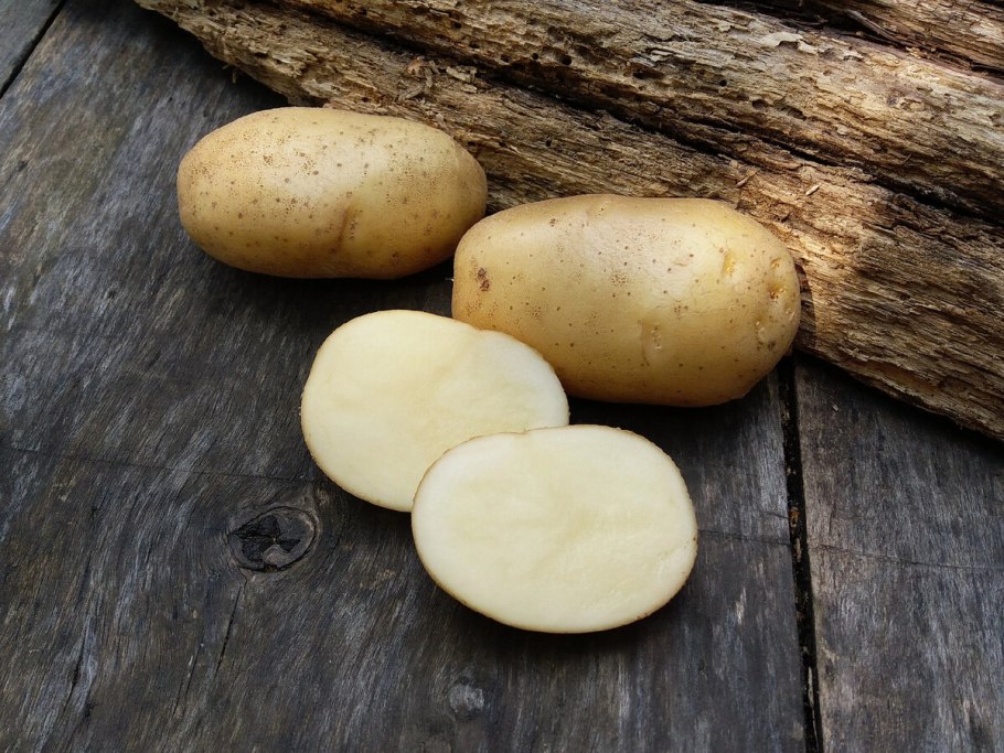 Картофель семенной сорт Невский