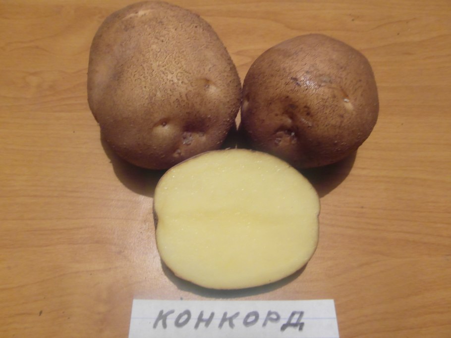 Семенной картофель Невский