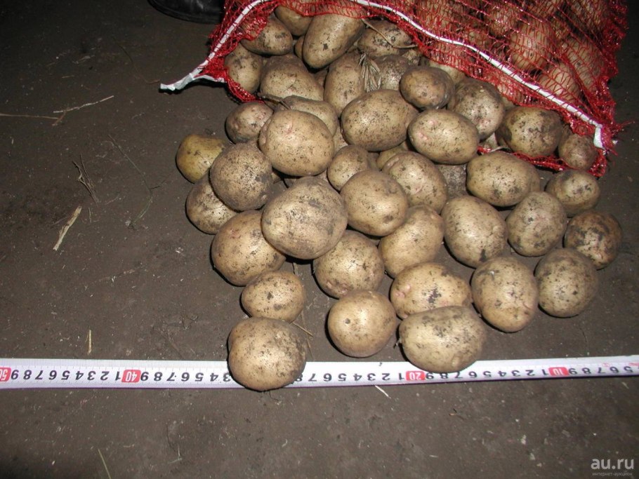 Сорт картофеля Невский