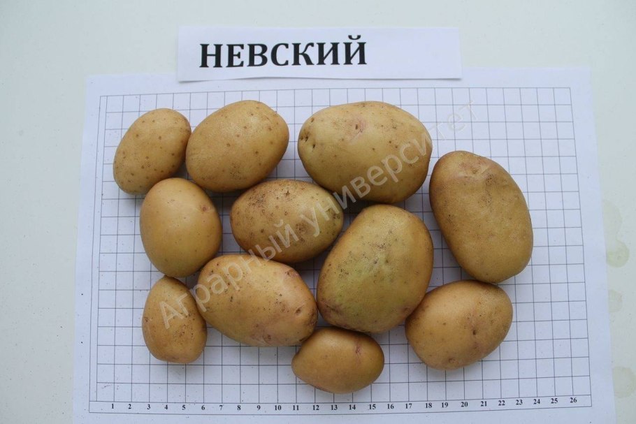 Шотландские сорта картофеля