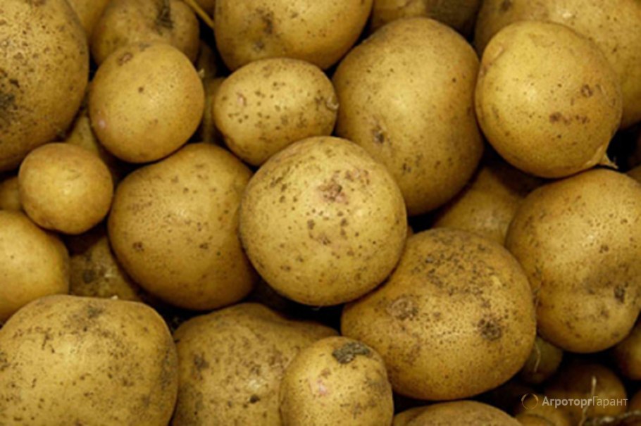 Сорт картофеля Адретта