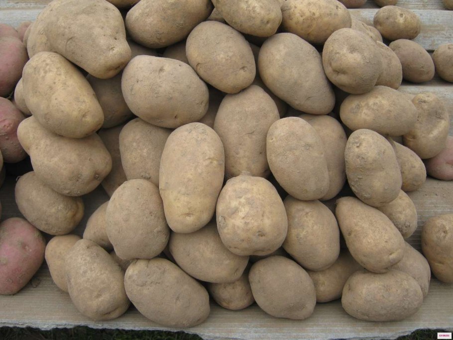 Винета картофель в сетках