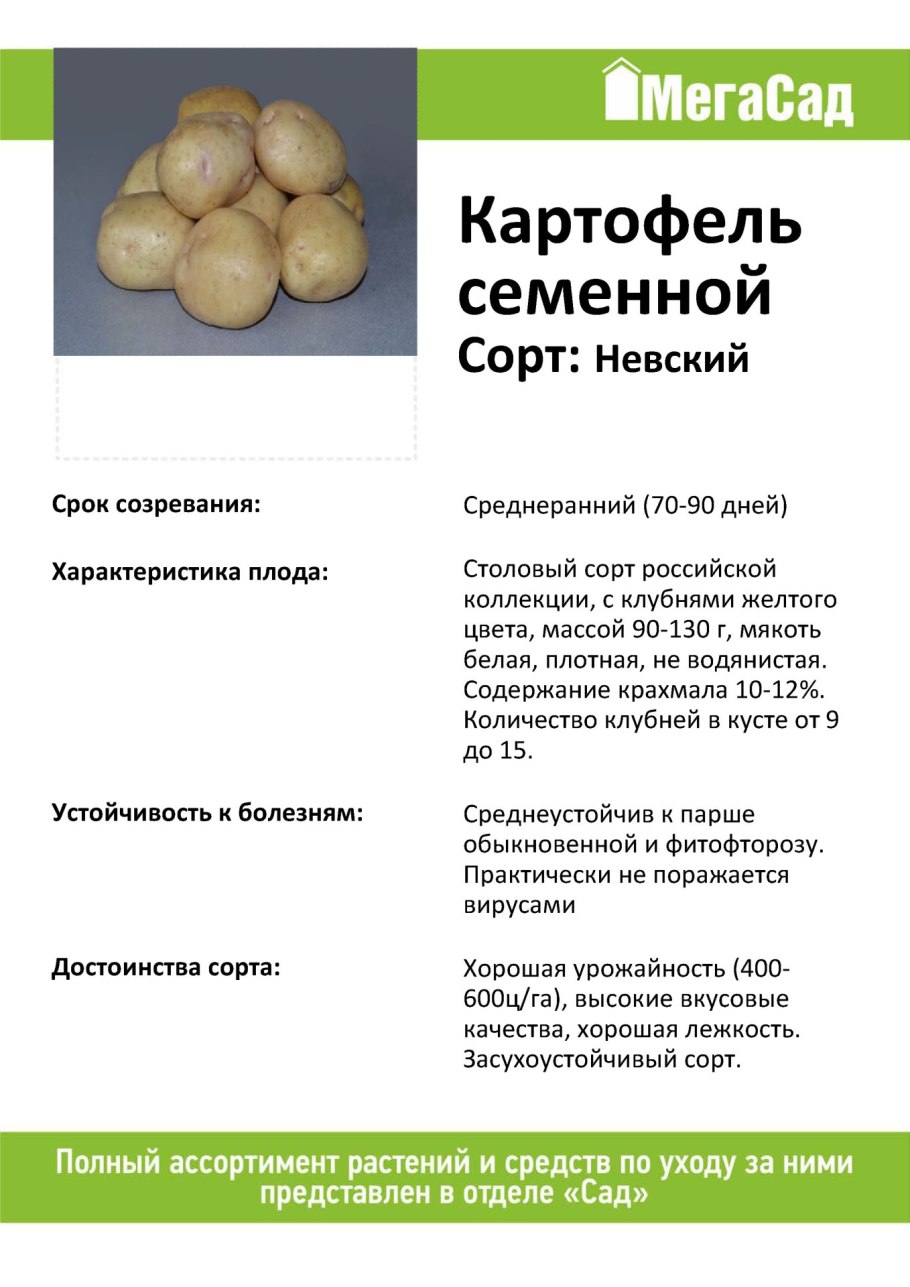 Семенной картофель Латона