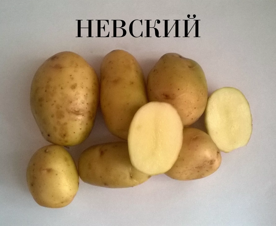 Сорт картофеля Невский