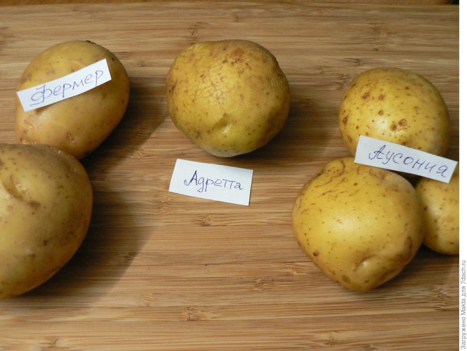 Сорт картофеля Коломбо