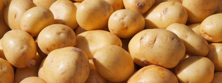 Семенной картофель суперэлита