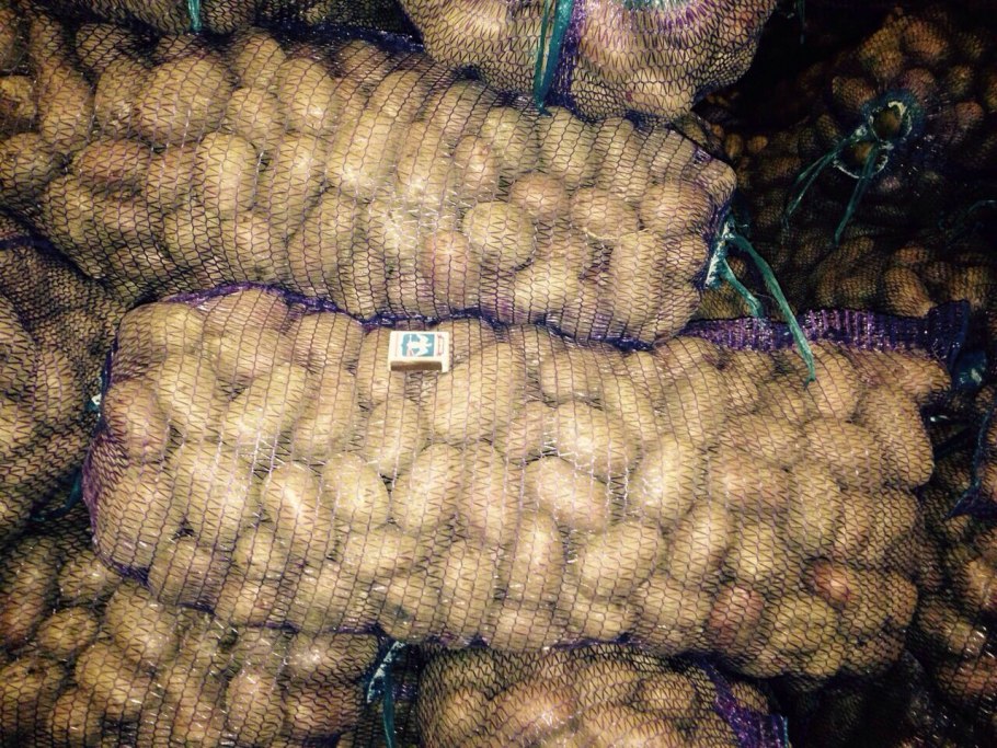 Картофель сорт Эксибишен